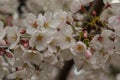 White Cherry Blossoms flowers Japanese Cherry Blossoms  in full bloom, Royalty Free Stock Photo