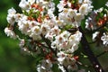 White cherry blossoms flowers closeup Royalty Free Stock Photo