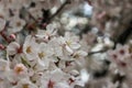 White Cherry Blossoms Flowers Japanese White Cherry Blossoms  in full bloom, Royalty Free Stock Photo