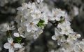 white cherry flowers in foliage, cherry branches, beautiful natural background, spring, blossoms Royalty Free Stock Photo