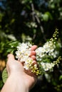 white cherry blossoms in the girl's hand. The bird cherry is in bloom.