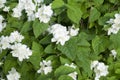 White cherry blossoms on leaves background, nature.