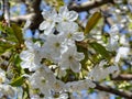 White cherry blossoms, Prunus subgen., bloom in a cherry orchard. Close-up Royalty Free Stock Photo