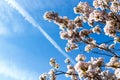 White Cherry Blossoms Sakura in Japan On a Background of a Blue Skyl