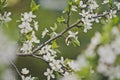 White cherry blossoms in the spring 8919.