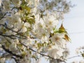 white cherry blossoms in spring in Japan
