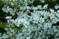 White cherry blossoms in spring, nature wakes up