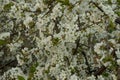 White cherry blossoms in spring, nature wakes up Royalty Free Stock Photo