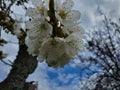 White Cherry Blossoms in Spring