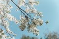 White cherry blossoms in spring sun with blue sky Royalty Free Stock Photo