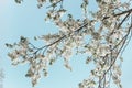 White cherry blossoms in spring sun with blue sky