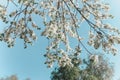 White cherry blossoms in spring sun with blue sky Royalty Free Stock Photo