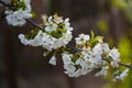 White cherry blossoms in spring sun with blue sky and tender bokeh Royalty Free Stock Photo