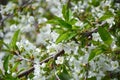 White cherry blossoms in spring sun with blue sky and tender bokeh Royalty Free Stock Photo