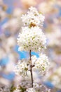 White cherry blossoms in spring sun with blue sky and tender bokeh. Royalty Free Stock Photo