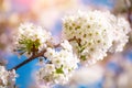 White cherry blossoms in spring sun with blue sky and tender bokeh. Royalty Free Stock Photo