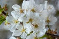 White cherry blossoms in spring sun. Selective focus of Beautiful cherry blossom. Beautiful cherry blossom background Royalty Free Stock Photo