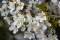 White cherry blossoms in spring sun. Selective focus of Beautiful cherry blossom. Beautiful cherry blossom background Royalty Free Stock Photo