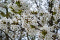 White cherry blossoms in spring sun. Selective focus of Beautiful cherry blossom. Beautiful cherry blossom background Royalty Free Stock Photo