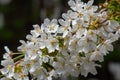 White cherry blossoms in spring sun. Selective focus of Beautiful cherry blossom. Beautiful cherry blossom background Royalty Free Stock Photo