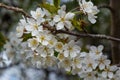 White cherry blossoms in spring sun. Selective focus of Beautiful cherry blossom. Beautiful cherry blossom background. Blossoming Royalty Free Stock Photo