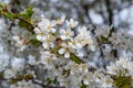 White cherry blossoms in spring sun. Selective focus of Beautiful cherry blossom. Beautiful cherry blossom background. Blossoming Royalty Free Stock Photo