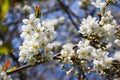 White cherry blossoms in springtime with blue sky in the background Royalty Free Stock Photo