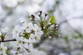 White cherry blossoms, sunshine, Macro Royalty Free Stock Photo