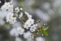 White cherry blossoms, sunshine, Macro Royalty Free Stock Photo