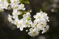 White cherry blossoms, sunshine, Macro Royalty Free Stock Photo