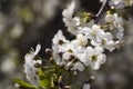 White cherry blossoms, sunshine, Macro Royalty Free Stock Photo