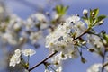 White cherry blossoms, sunshine, Macro Royalty Free Stock Photo