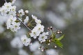 White cherry blossoms, sunshine, Macro Royalty Free Stock Photo