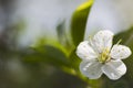 White cherry blossoms, sunshine, Macro Royalty Free Stock Photo