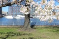 White Cherry Blossoms Tree Boats The Wharf Waterfront Washington DC