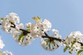 White cherry blossoms on tree branch - isolated against blue sky Royalty Free Stock Photo