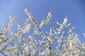 White cherry blossoms on tree branches, blue sky