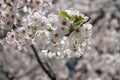 White cherry blossoms