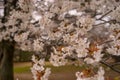 White Cherry blossum with soft focus background Royalty Free Stock Photo