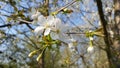 White cherry blossum at the tree Royalty Free Stock Photo