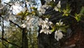 White cherry blossum at the tree Royalty Free Stock Photo
