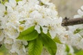 White cherry branch blossom on the spring breeze Royalty Free Stock Photo