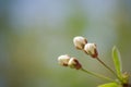 White cherry buds macro Royalty Free Stock Photo