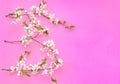 White cherry flower blossoms on bright pink background. Top view. Copy space