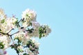 White cherry flower floral background. spring blooming nature. warm summer day. beauty of season. apple tree blossom Royalty Free Stock Photo