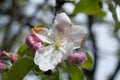 White cherry flower