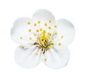 The white cherry flower with yellow stamens