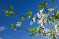White Cherry Flowers Royalty Free Stock Photo