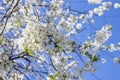 White cherry flowers against a clear blue sky. Branch cherry blossom, delicate petal. Fresh natural blooming cherry bunch