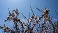 White cherry flowers. Blooming tree in spring with pink flowers. White cherry flowers. Royalty Free Stock Photo